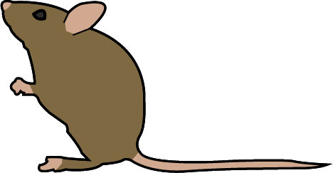 Ratón