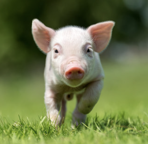 Piglet