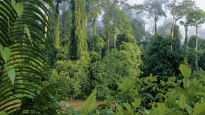 Vegetation
