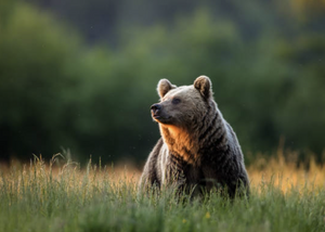 Wildlife